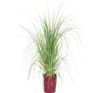GROW by OBI Pampa tráva v kvetináči, výška cca 40-50 cm, s dlhými, zelenými listami.