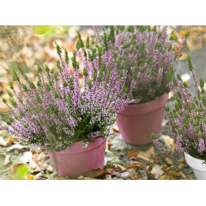 Vres Gardengirls s púčikmi v kvetináči, výber farieb. Mrazuvzdorná Calluna vulgaris do záhonov, balkónov a terás.