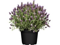 Levanduľa francúzska (Lavandula stoechas) 