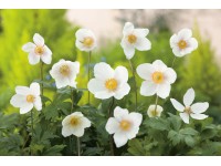 OBI Veternica lesná biela priemer kvetináča cca 9 cm x 9 cm