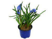 Modrica (Muscari) priemer kvetináča cca 9 cm