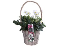 Čemerica (Helleborus x ericsmithii) v prútenom košíku, pr. 17 cm