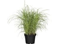 GROW by OBI Ozdobnica čínska 