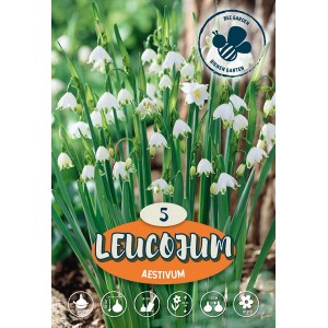 Letná bledula Leucojum Aestivum, biele kvety so zelenými špičkami, cibuľka pre záhradu.