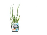 GROW by OBI Kosatec hladký (Iris laevigata) 