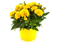 GROW by OBI Krásnoočko veľkokveté (Coreopsis grandiflora) 