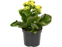 GROW by OBI Kalanchoe Blossfeldova 