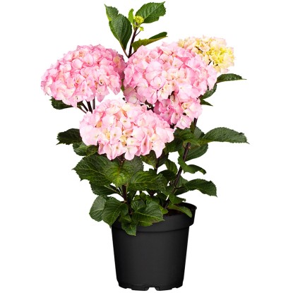 Hortenzia kalinolistá "Soft Pink Salsa" ružová výška cca 30 - 40 cm kvetináč 5 l