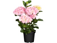 Hortenzia kalinolistá 