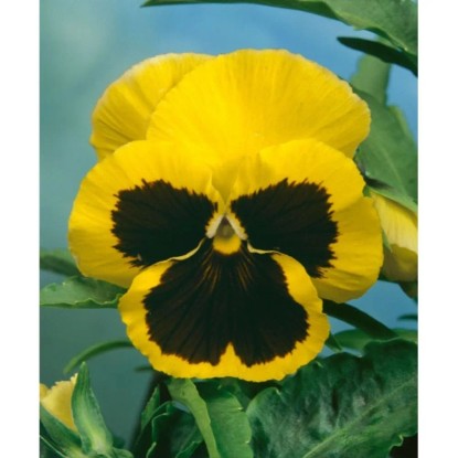 GardenSeed Premium Semienka Fialka sirôtka žltá s okom