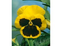 GardenSeed Premium Semienka Fialka sirôtka žltá s okom