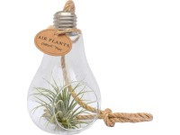 Aranžmán tillandsií (Tillandsia ionantha) v sklenenej nádobe, pr. cca 10 cm