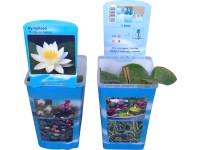 OBI Lekno biele priemer kvetináča cca 10 cm Nymphea