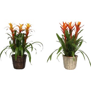 Bromélia v košíku, priemer kvetináča 14 cm, s oranžovými kvetmi a zelenými listami.