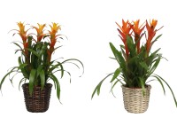 Aranžmán s broméliami v košíku priemer kvetináča cca 14 cm