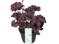 OBI Heuchera OBI Heuchera