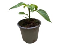 Landgard Paprika siata (Capsicum annum) rôzne odrody červená cca pr. 12 cm