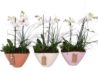 Aranžmán orchidey v keramickej nádobe priemer kvetináča cca 22 cm