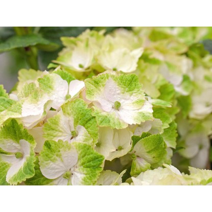 Hortenzia kalinolistá "Magical" biela kvetináč cca 5 l Hydrangea