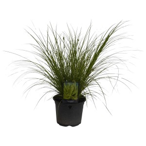 Zlatá ostrica 'variegata' v kvetináči, okrasná tráva do záhonov a nádob.