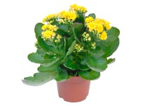 Kalanchoa Calandiva žltá priemer kvetináča cca 12 cm