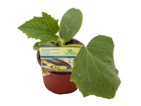 MONTANO Uhorka šalátová (Cucumis sativus) F1 hybrid pr. cca 9 cm