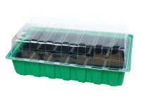 NOHEL GARDEN Miniparenisko zelené, 18 x kvetináč 5,5 x 5 cm, 36 x 22 x 12 cm