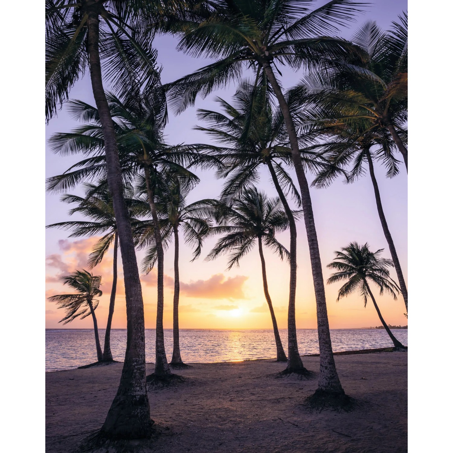 E-shop Komar Vliesová fototapeta Palmtrees on Beach 200 x 250 cm