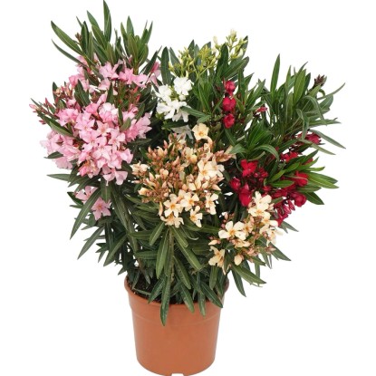 GROW by OBI Oleander ker (Nerium Oleander), výška 60-80 cm, pr. kvetináča 20 cm