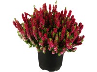 Landgard Vres obyčajný (Calluna vulgaris) 