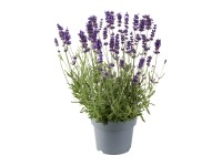 Q-Flower Levanduľa úzkolistá (Lavandula angustifolia) pr. kvetináče cca 13 cm