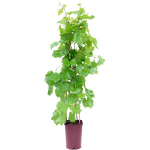 GROW by OBI víno, cca 80 cm vysoké v 6l kvetináči. Mladá vínna réva so zelenými listami.