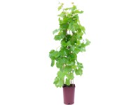 Grow by OBI Vinič hroznorodý výška cca 80 cm kvetináč cca 6 l Vitis vinifera