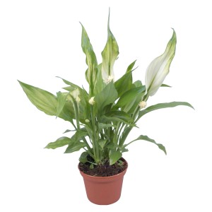 Mini Lopatkovec (Spathiphyllum) v hnedom kvetináči, izbová rastlina s bielymi kvetmi.