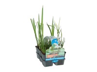 OBI Vodné rastliny čistiace vodu balenie 6 ks priemer kvetináča cca 9 cm