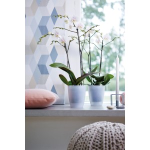 Kvetináč na orchidey Elho Brussels, transparentný, osadený orchideami.