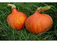 Tekvica Hokkaidó (Cucurbita pepo), pr. kv. 12 cm