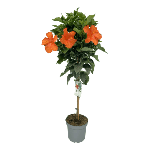Čínsky ibištek (Hibiscus rosa-sinensis) v kvetináči, výška cca 105 cm, s oranžovými kvetmi.