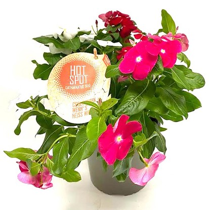 Q-Flower Katarant ružový (Catharanthus roseus) "Hot Spot" Trio cca pr. 17 cm