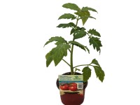 MONTANO Paradajka tyčková (Lycopersicon lycopersicum) 