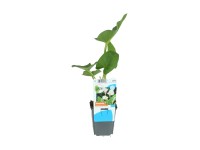 OBI Kornútovka africká biela priemer kvetináča cca 9 cm Zantedeschia aethiopica