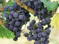 ARBOEKO Vínna réva (Vitis vinifera) modrá RK4 60-80