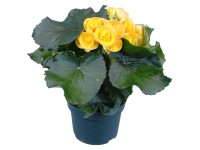 GROW by OBI Begónia 