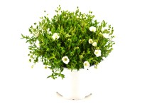 GROW by OBI Piesočnica horská (Arenaria montana) biela výška cca 26 cm