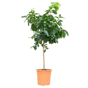 GROW by OBI Citrónovník mini kmienok v kvetináči, výška cca 80 cm. Črepníková rastlina so zelenými listami.