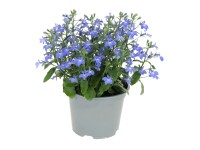 GROW by OBI Lobelka modrá (Lobelia erinus) 