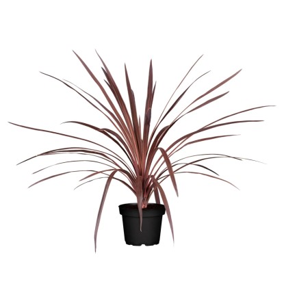 Dračinka južná (Cordyline australis), pr. kv. cca 40 cm