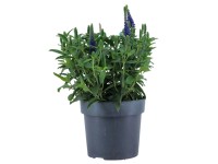 Royal Lemkes Rozrazil klasnatý (Veronica spicata) 