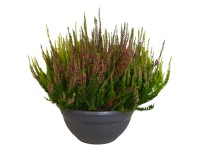 Vres obyčajný (Calluna vulgaris) 