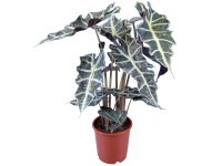 GROW by OBI Alokázia priemer kvetináča cca 17 cm